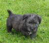 glen-imaal-puppies-now-ready-for-sale-