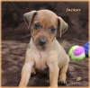 MiniaturE-Pinscher-Puppies